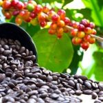 Ugandan coffee A 2200% surge in exports to Turkey sparks economic growth