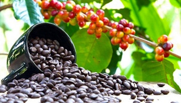 Ugandan coffee A 2200% surge in exports to Turkey sparks economic growth